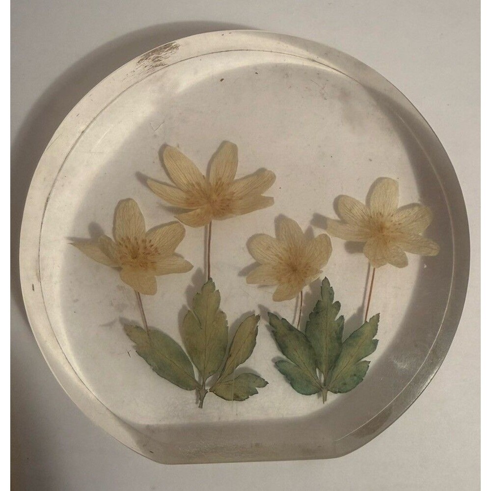 Vintage Acrylic Lucite Real Daisys Paperweight 3.5”x3.5” 1970s Round